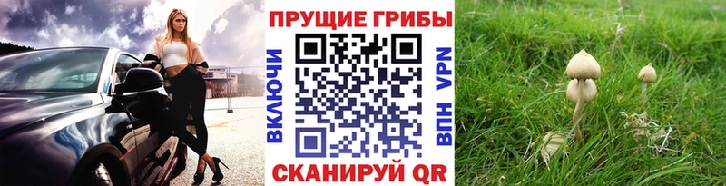 Псилоцибиновые грибы прущие грибы  цены   Севастополь 